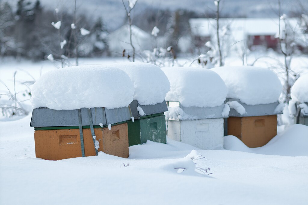 Cold beehives  by okvalle