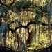 The magic  of Spanish moss and live oaks by congaree