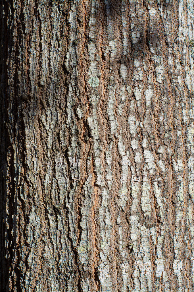 Water Oak bark... by thewatersphotos