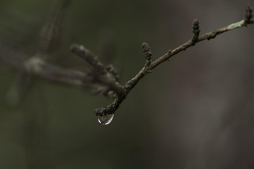 Water Drop by swchappell