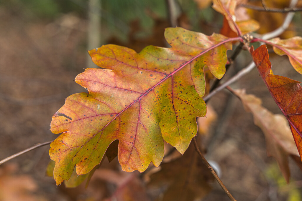 Still A Few Leaves Left by swchappell