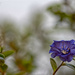 Winter Blooming by lstasel