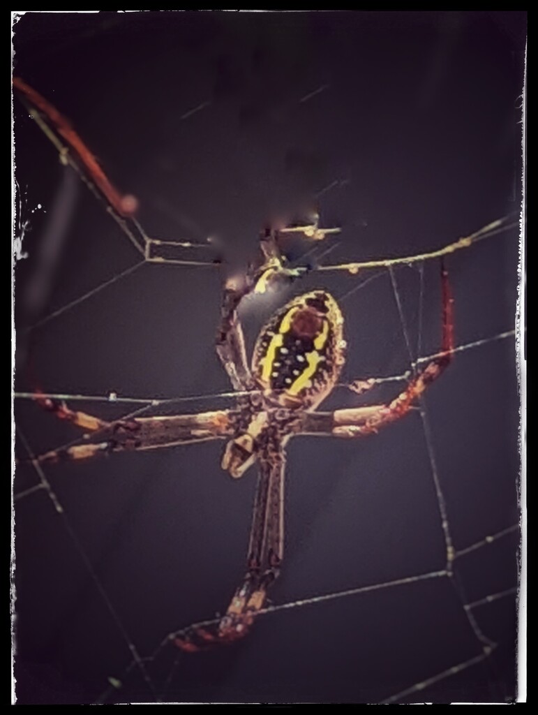 Sunbathing Spider by elf