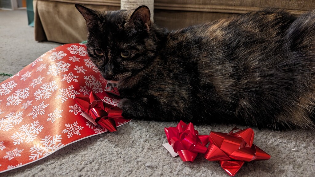 Kitty helping with Presents by julie