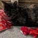 Kitty helping with Presents by julie