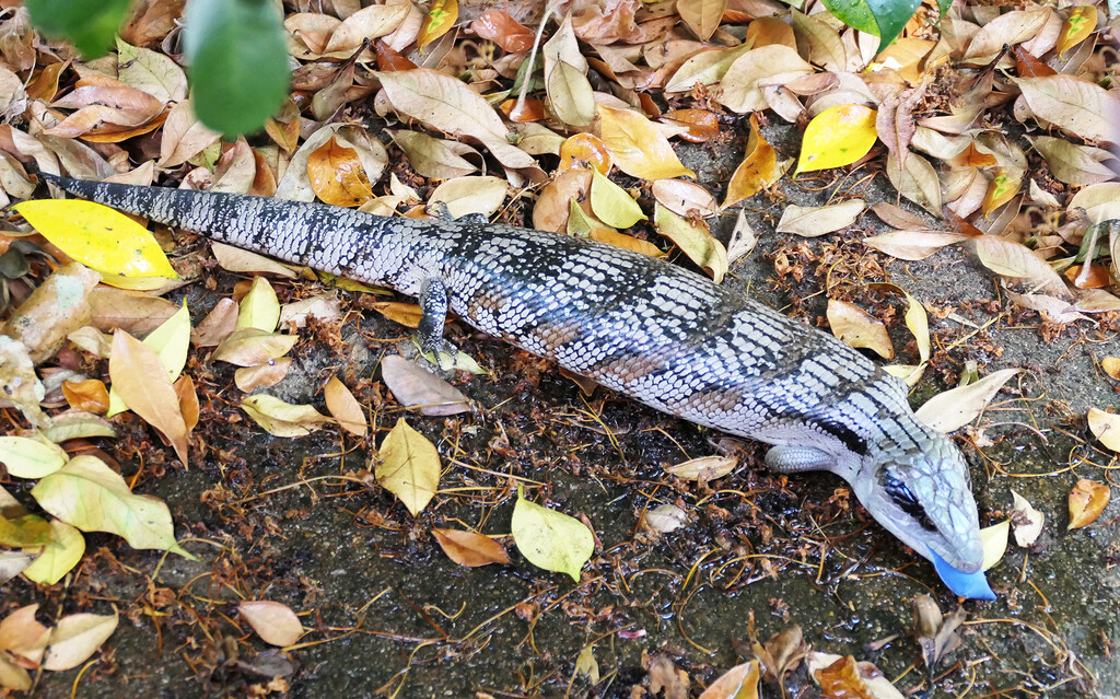 A Very Pregnant Blue Tongue Lizard.  by onewing
