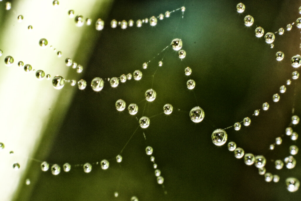 rainy day web by kali66