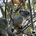 Ellie's bundle of joy by koalagardens