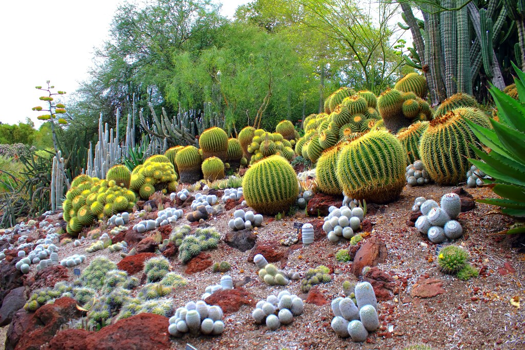 cactus garden by blueberry1222