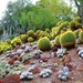 cactus garden by blueberry1222