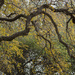 Autumn Canopy by dkellogg