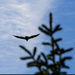 Flying Away by hjbenson