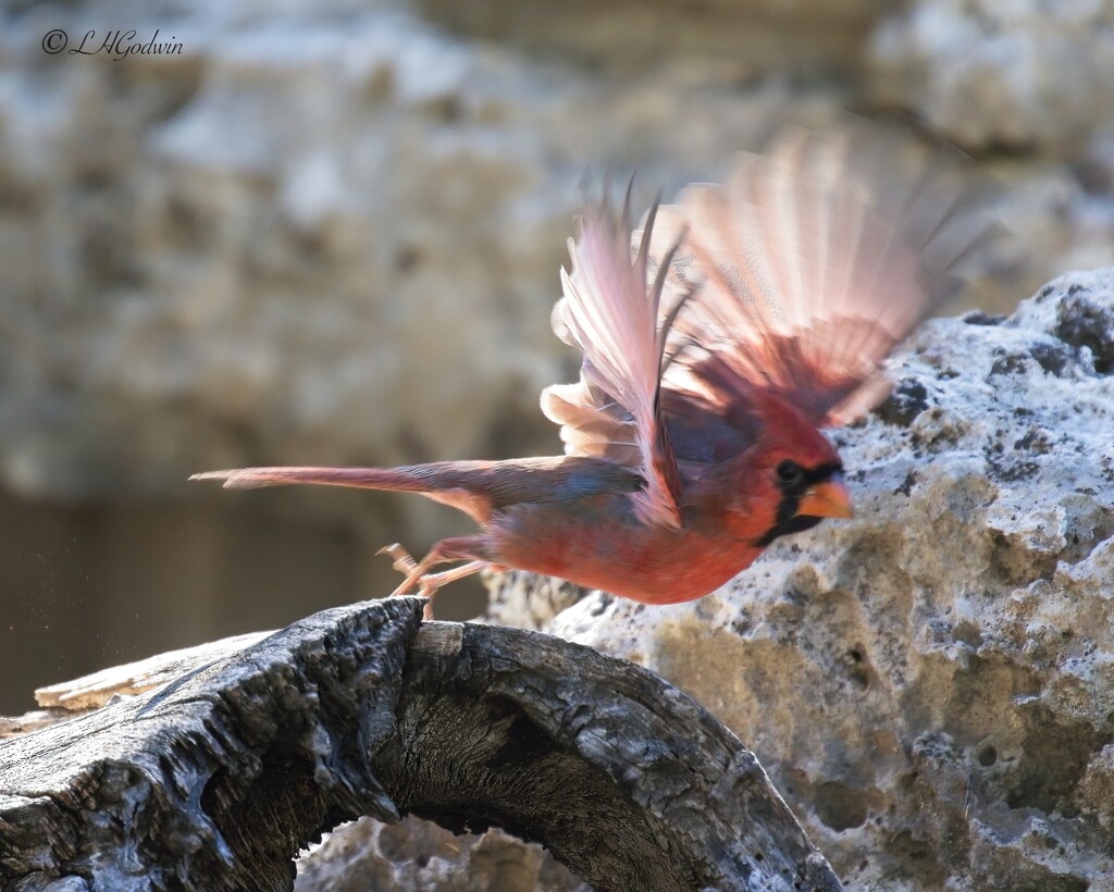LHG_1869Cardinal on the fly   by rontu