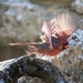 LHG_1869Cardinal on the fly   by rontu