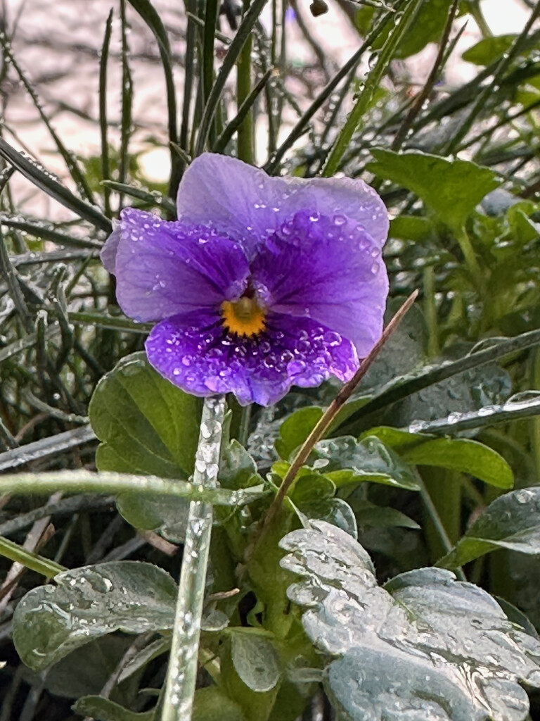 Wet Viola by 365projectmaxine