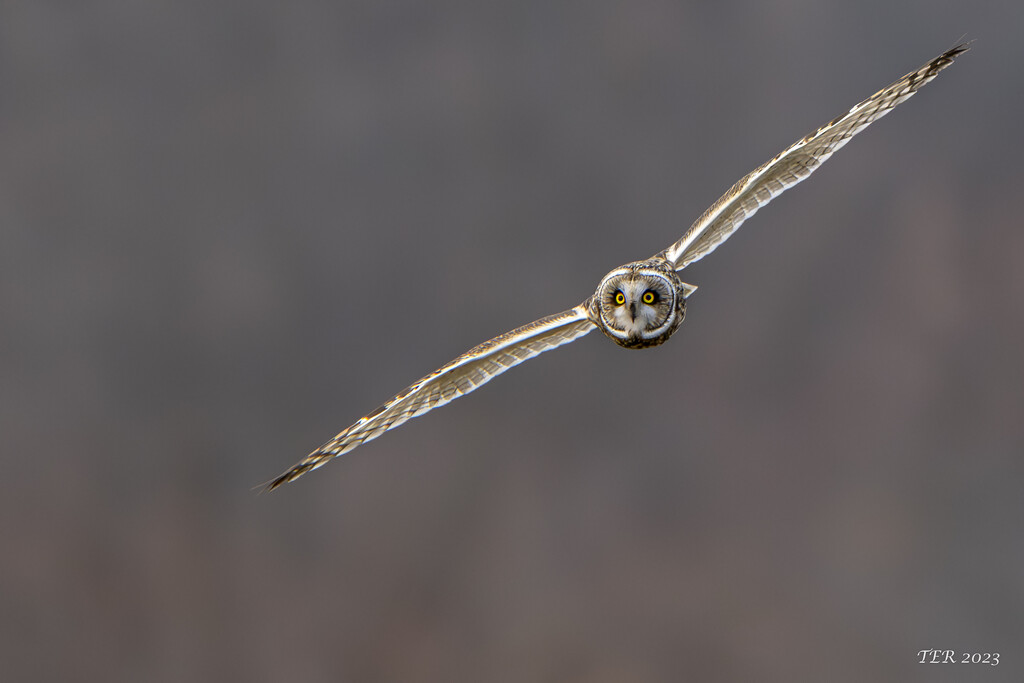 Short Earred Owl in Flight by taffy