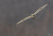 15th Dec 2023 - Short Earred Owl in Flight