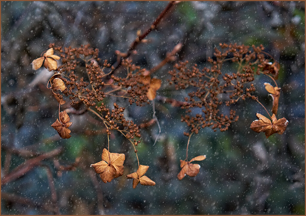 Hydrangea in Winter by gardencat