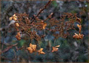 16th Dec 2023 - Hydrangea in Winter