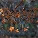 Hydrangea in Winter by gardencat