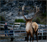 9th Oct 2023 - Elk vs Photographers