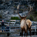 Elk vs Photographers by bluemoon