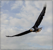 10th Oct 2023 - Bald Eagle in Big Sky Country