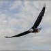 Bald Eagle in Big Sky Country by bluemoon
