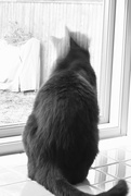 13th Dec 2023 - Motion blur Cat head