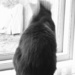 Motion blur Cat head by metzpah