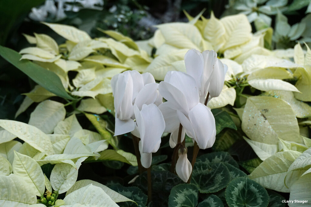 Cyclamen by larrysphotos