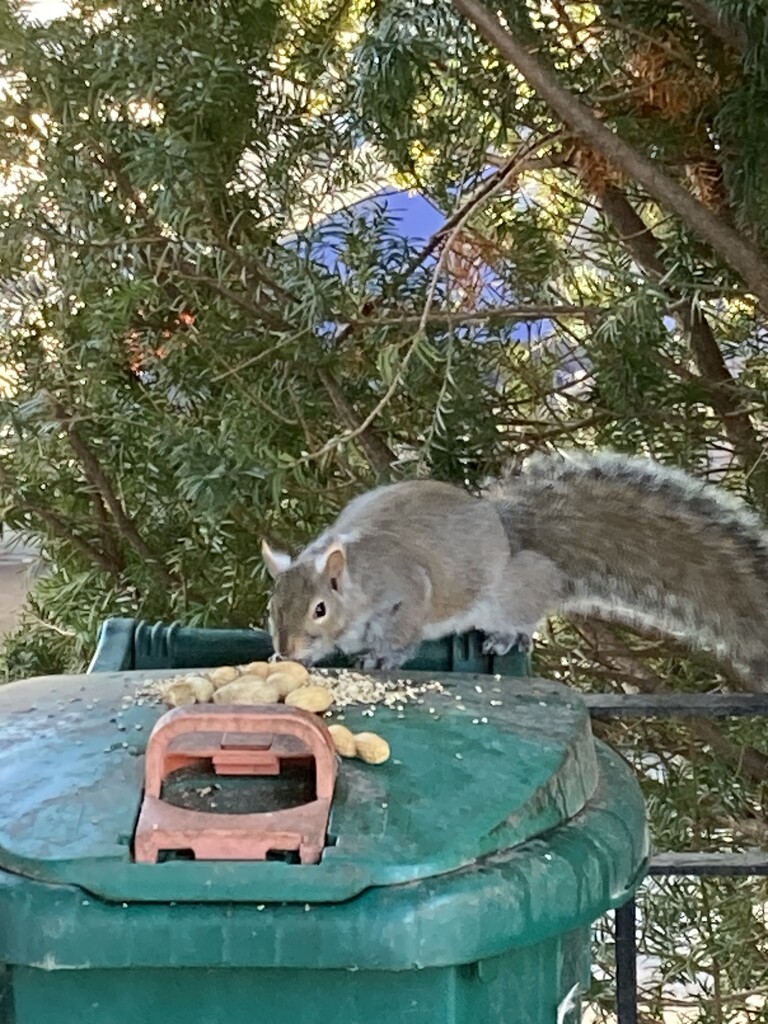 Gray Squirrel  by spanishliz