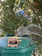 16th Dec 2023 - Gray Squirrel 