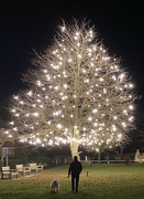 16th Dec 2023 - Tree of Light