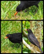 17th Dec 2023 - Blackbird gathering food for its young 