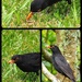 Blackbird gathering food for its young  by Dawn