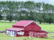 14th Dec 2023 - This barn is in front of the collapsing barn posted on 12th , it such a pity about the graffiti though 