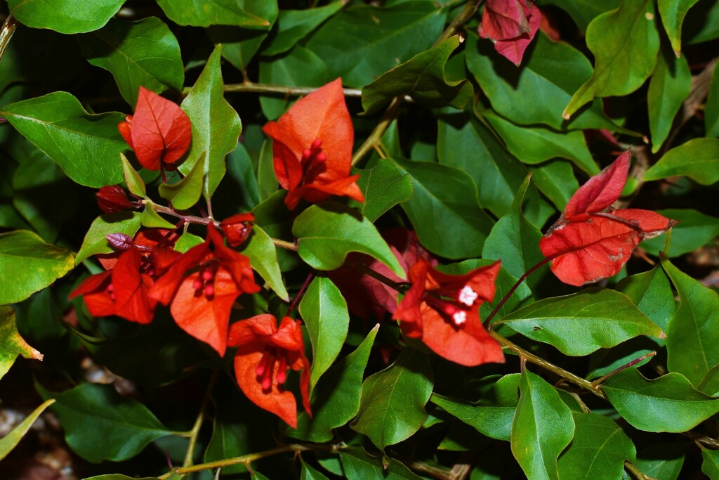 12 16 Christmas Red Bougainvillea by sandlily