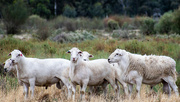 16th Dec 2023 - Dorper Sheep