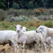 Dorper Sheep by nannasgotitgoingon