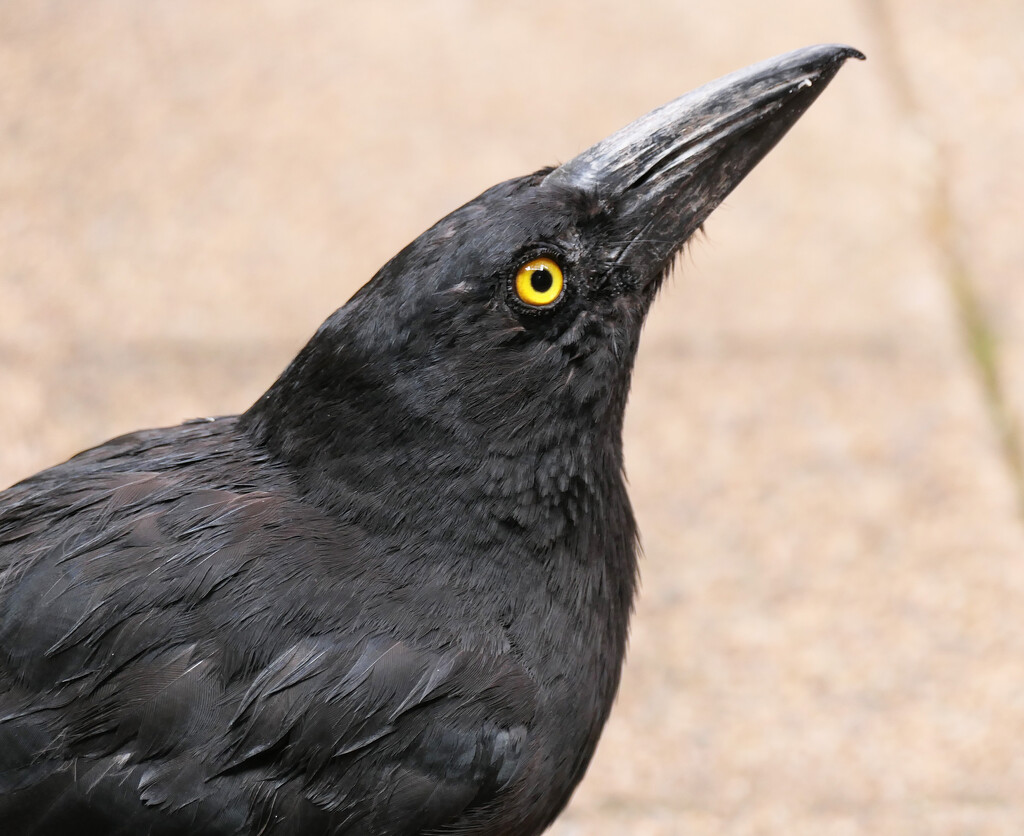 Currawong by onewing