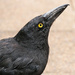 Currawong by onewing