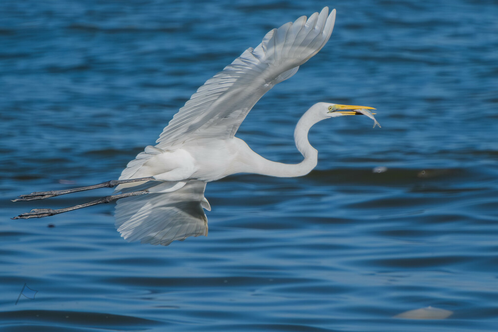 Egret at Naklua Bay by lumpiniman