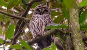 16th Dec 2023 - Sleepy Barred Owl!
