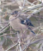 16th Dec 2023 - All fluffed up