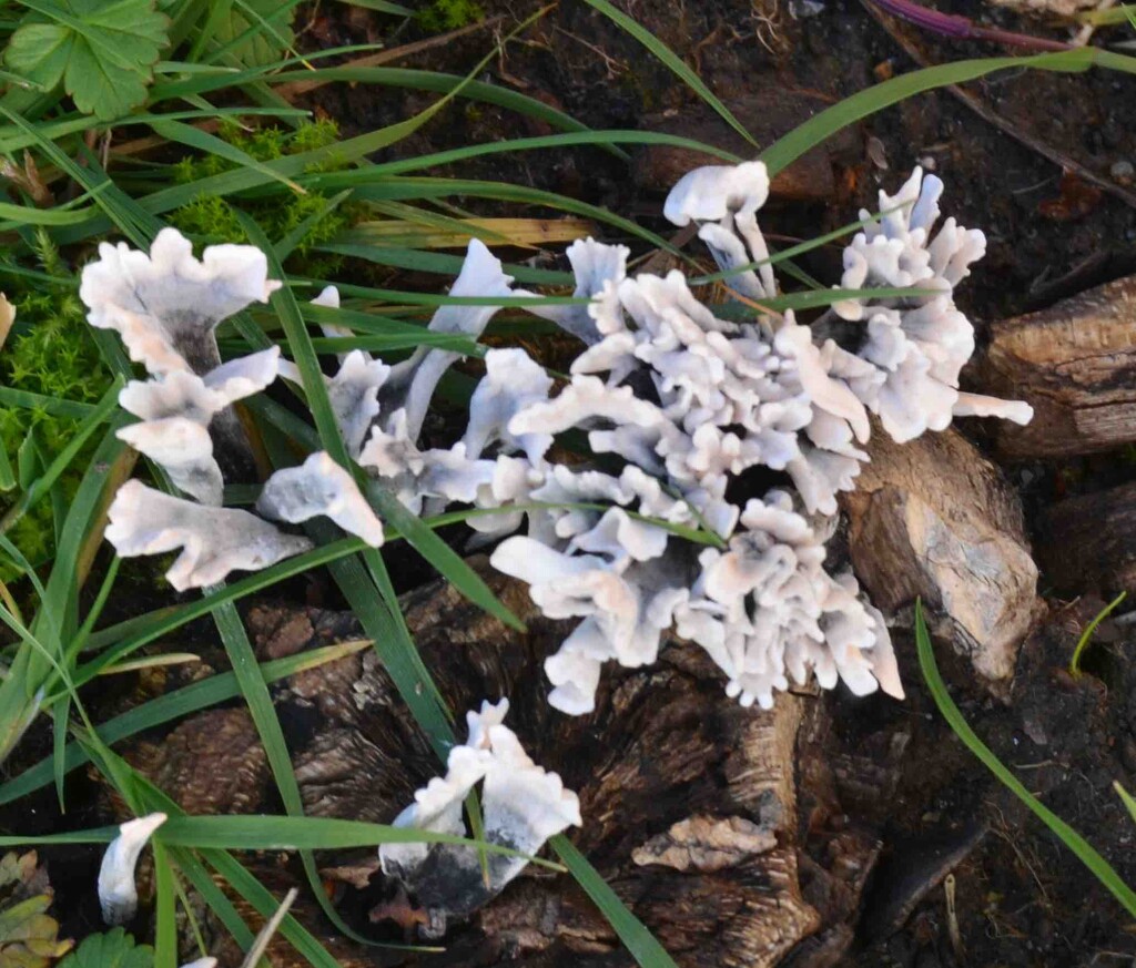 Fungus by arkensiel