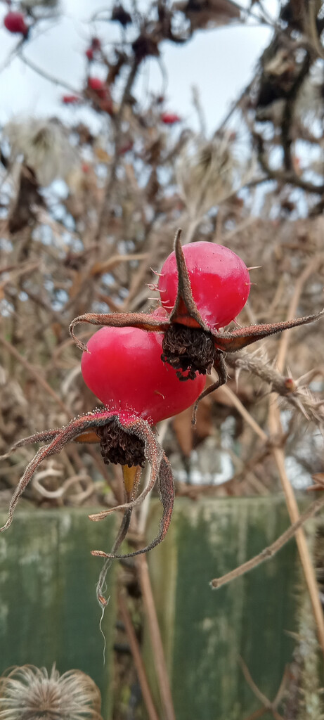 Rose hips  by 365projectorgjoworboys