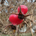 Rose hips  by 365projectorgjoworboys