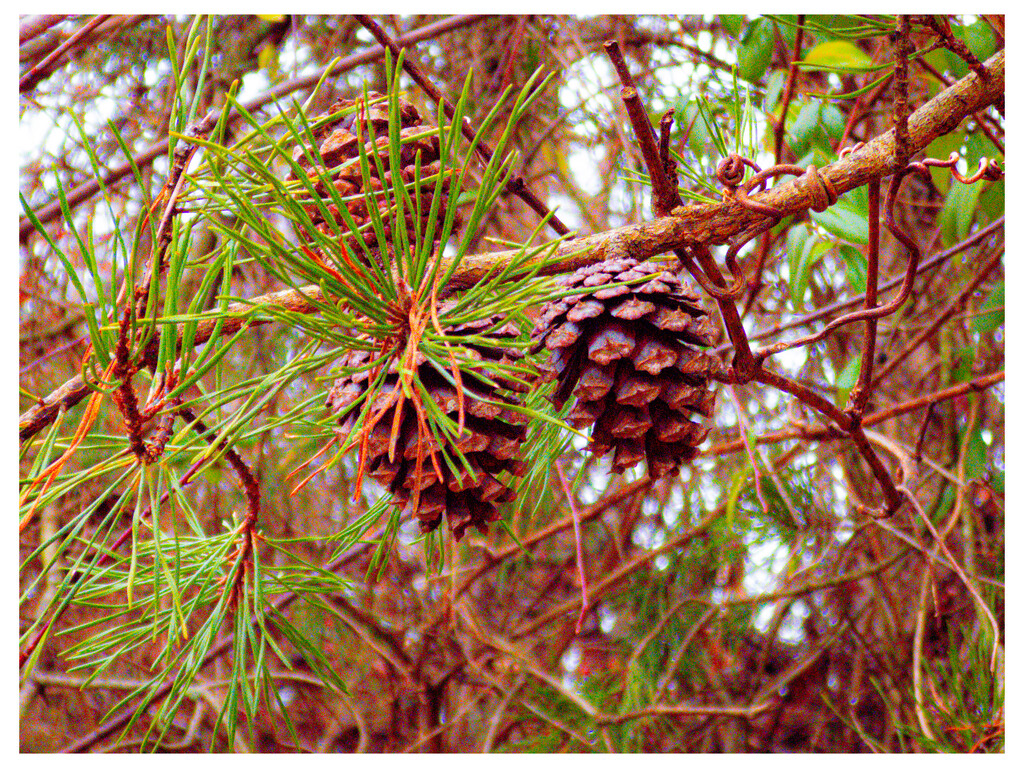 Pine cones by robgarrett