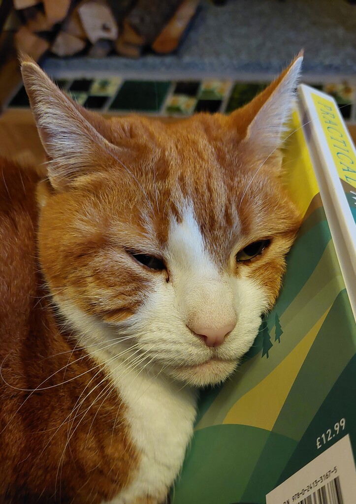 Books are comfortable  by samcat